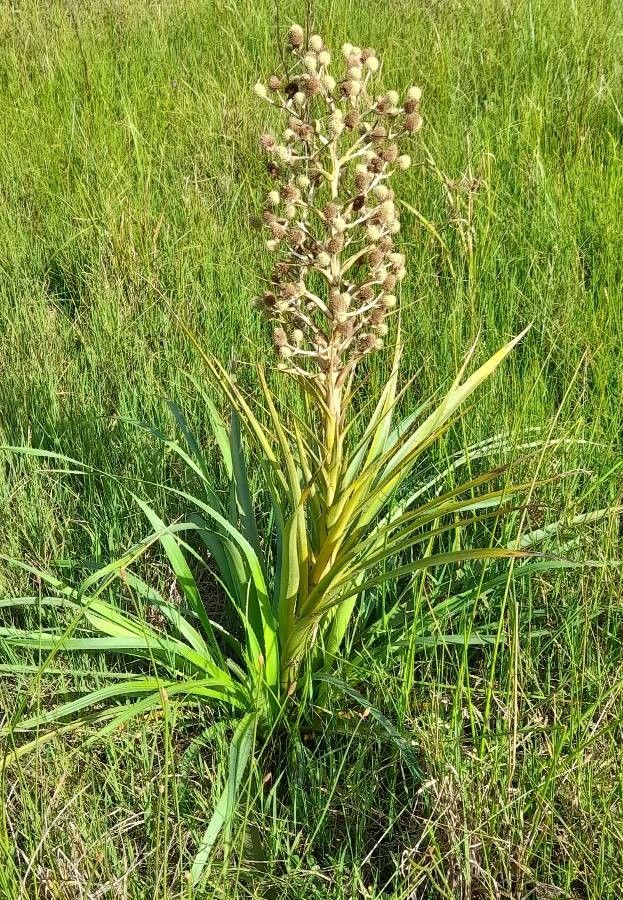 Eryngium paniculatum flower