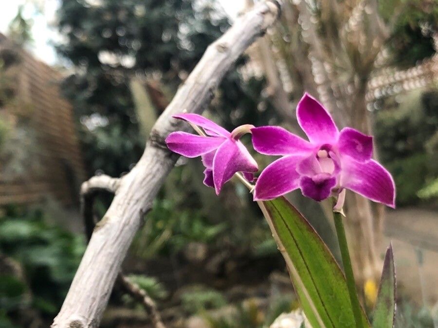 Dendrobium kingianum flower