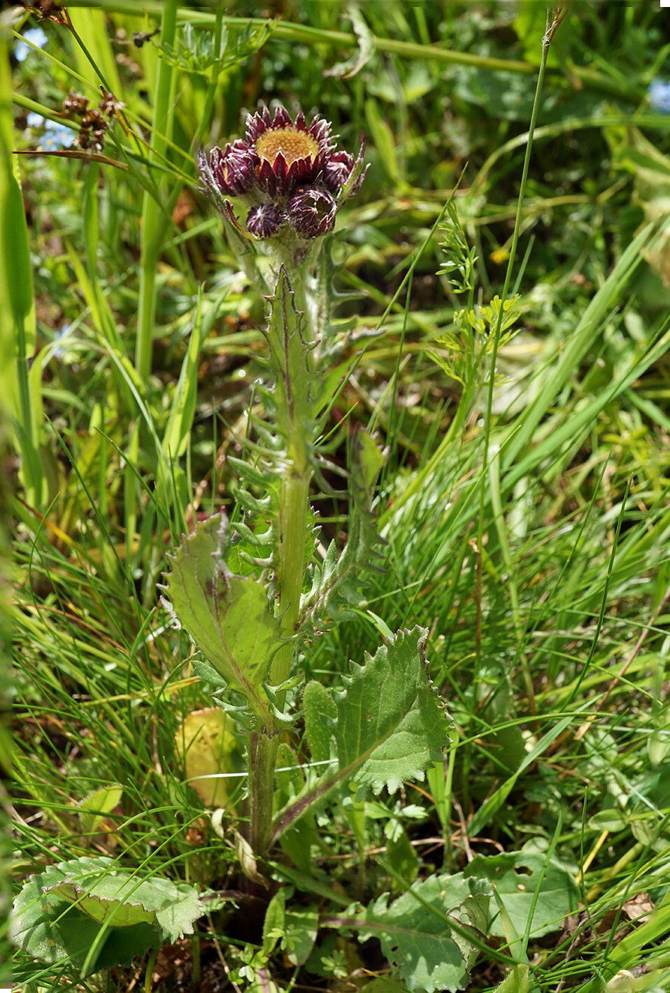 Jacobaea pancicii habit