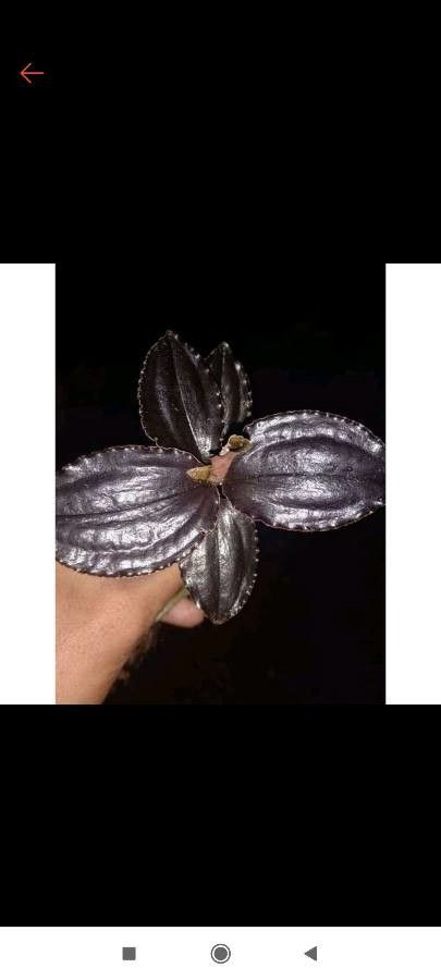 Pilophyllum villosum — search result for 'Solomon Islands'