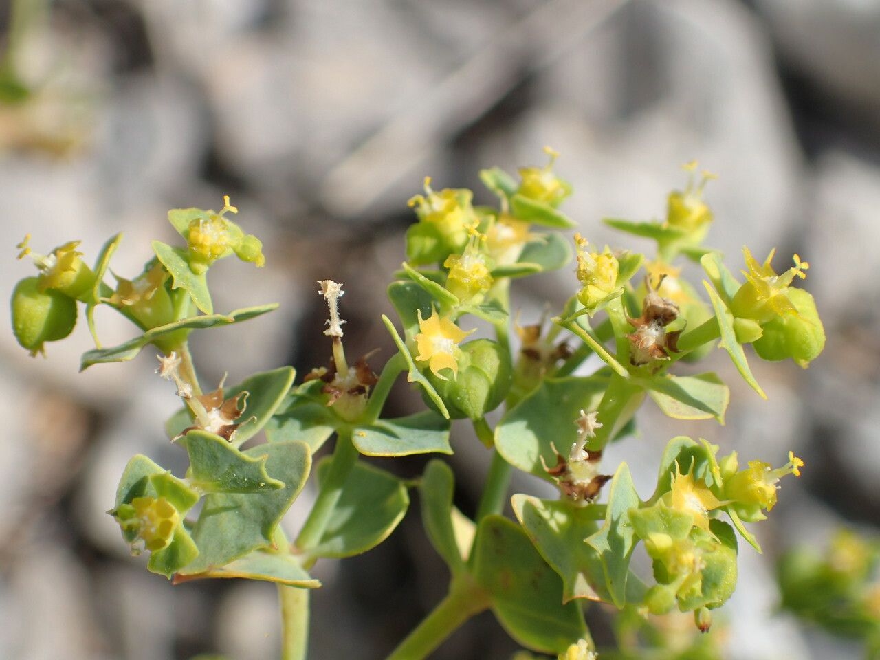 Euphorbia herniariifolia flower
