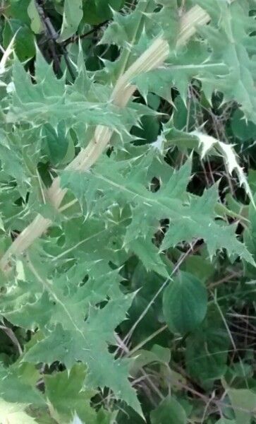 Echinops sphaerocephalus