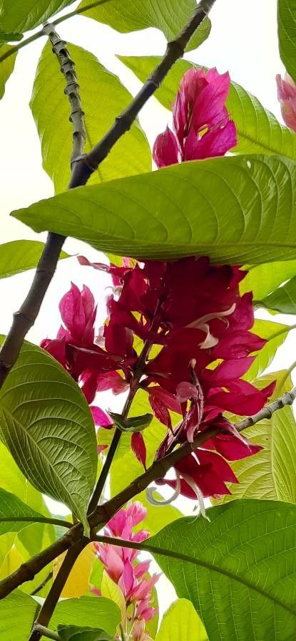 Megaskepasma erythrochlamys leaf