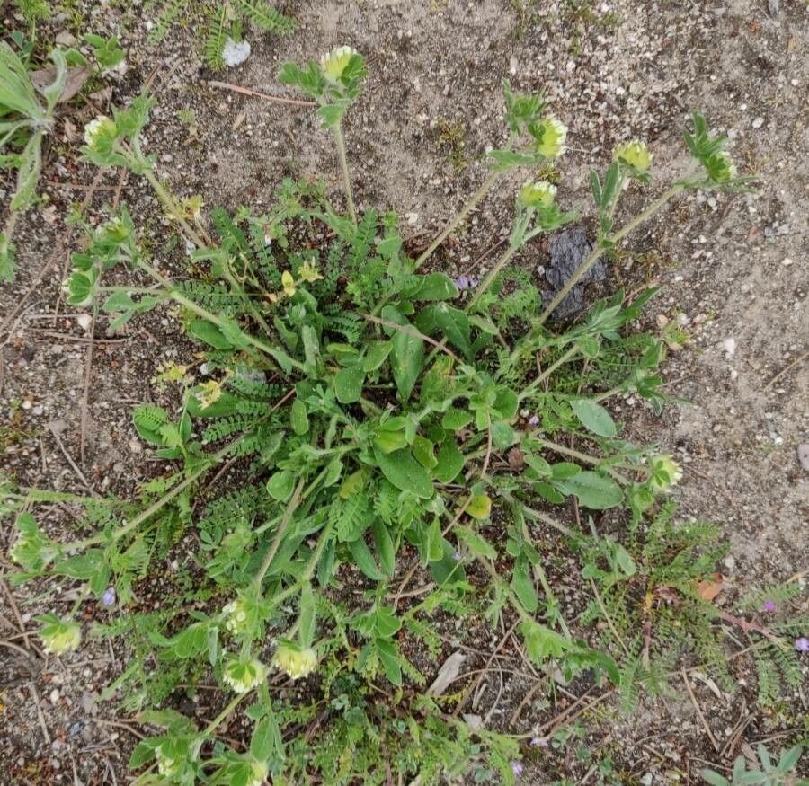 Anthyllis cornicina habit