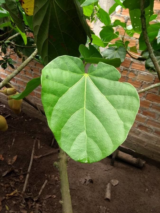 Quararibea cordata — related species from the same genus
