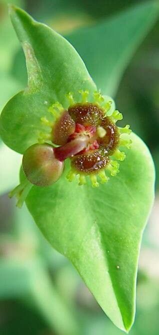 Euphorbia monteiroi flower