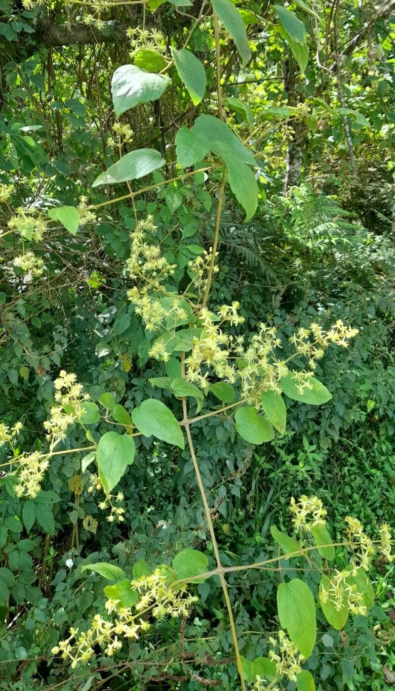 Clematis haenkeana habit