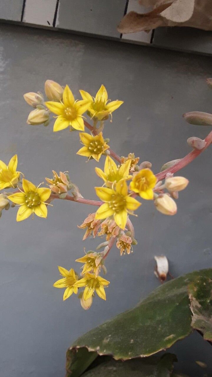 Sedum obtusatum flower