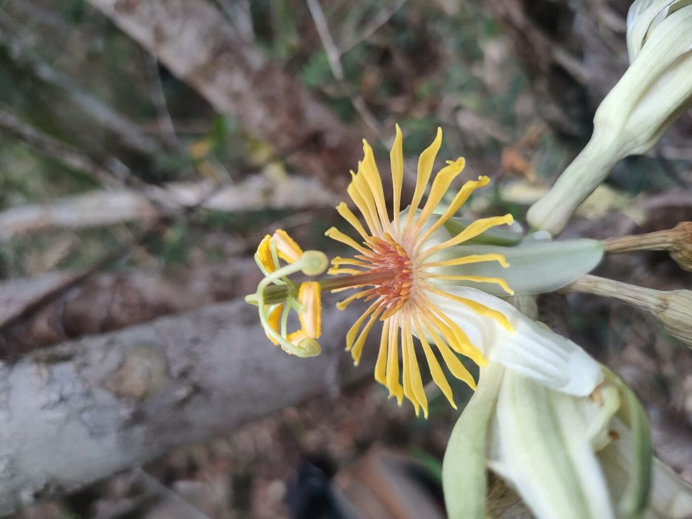 Passiflora maguirei flower