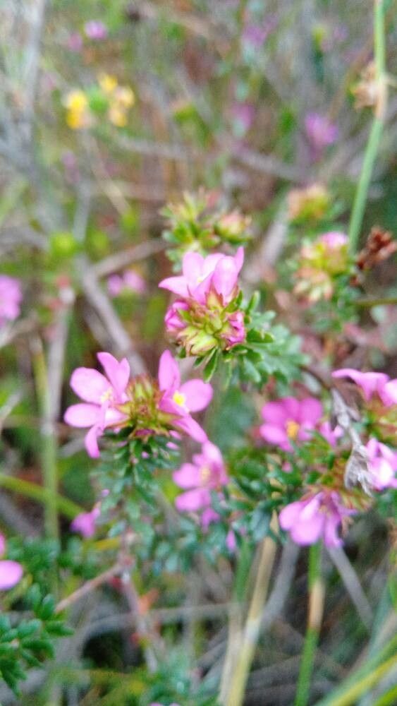 Boronia falcifolia flower