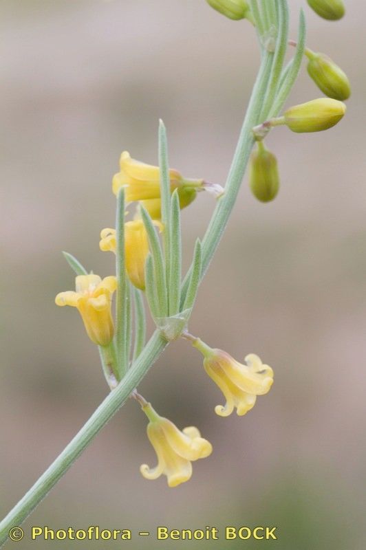 Asparagus macrorrhizus flower