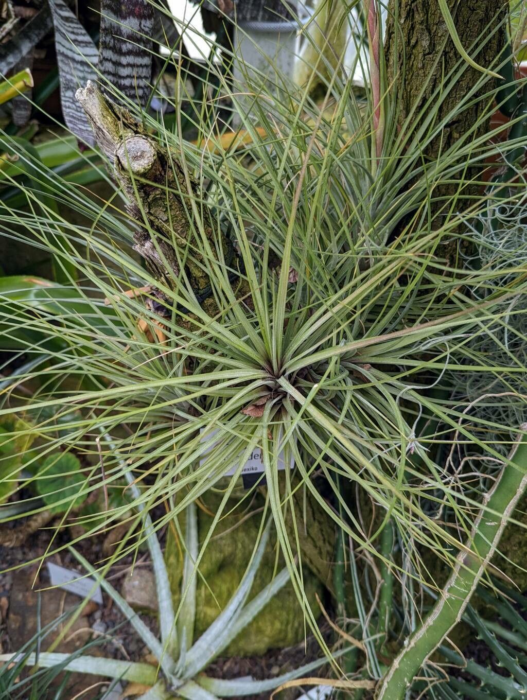 Tillandsia nizandaensis — houseplant care guide