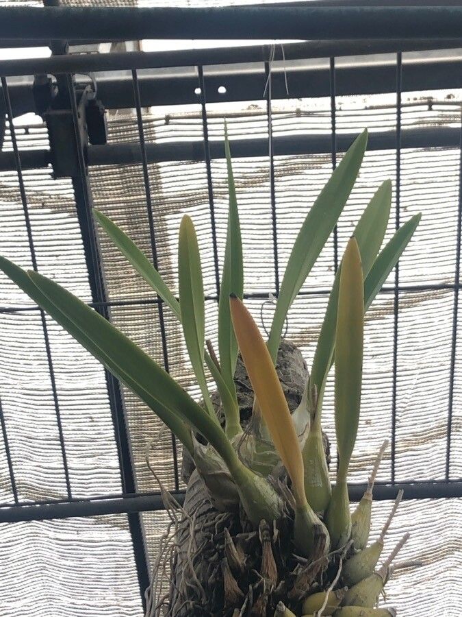 Encyclia fucata — houseplant care guide