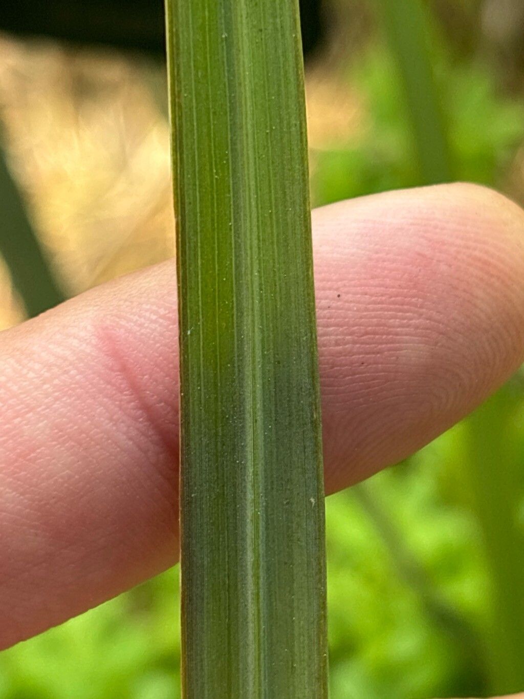 Paspalum quadrifarium leaf