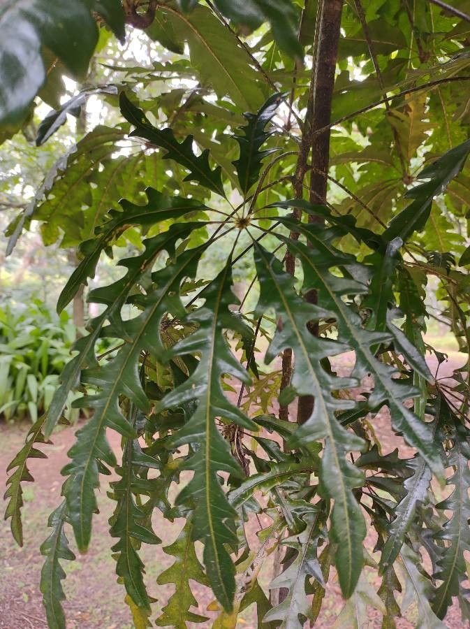 Plerandra elegantissima leaf