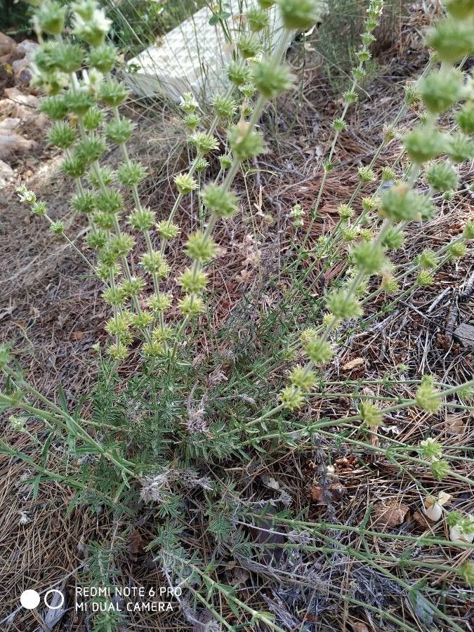Sideritis leucantha leaf