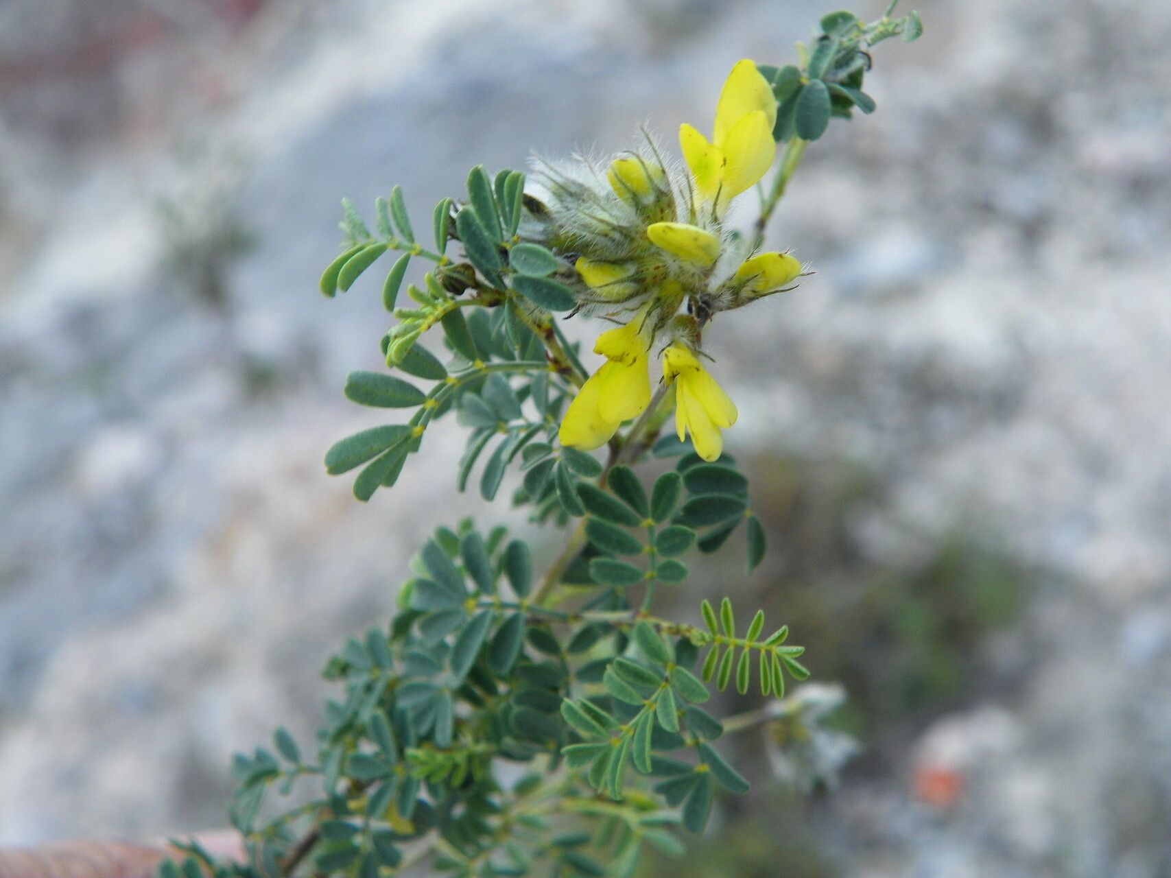 Dalea brachystachya — related species from the same genus