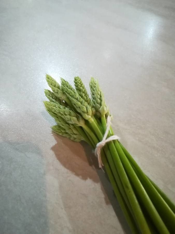 Ornithogalum pyrenaicum leaf