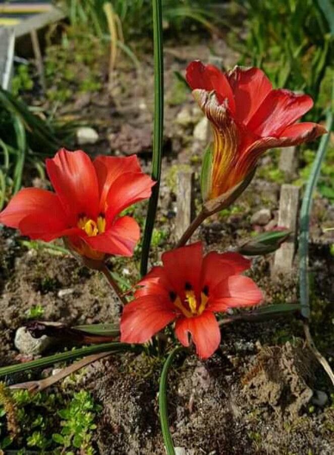 Romulea unifolia — search result for 'Romulea'