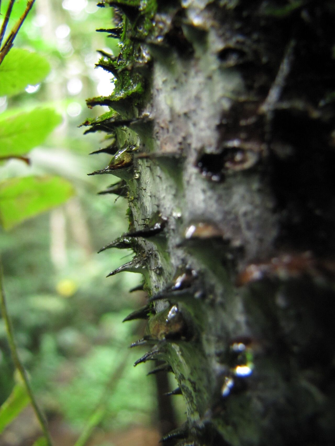 Alsophila manniana bark