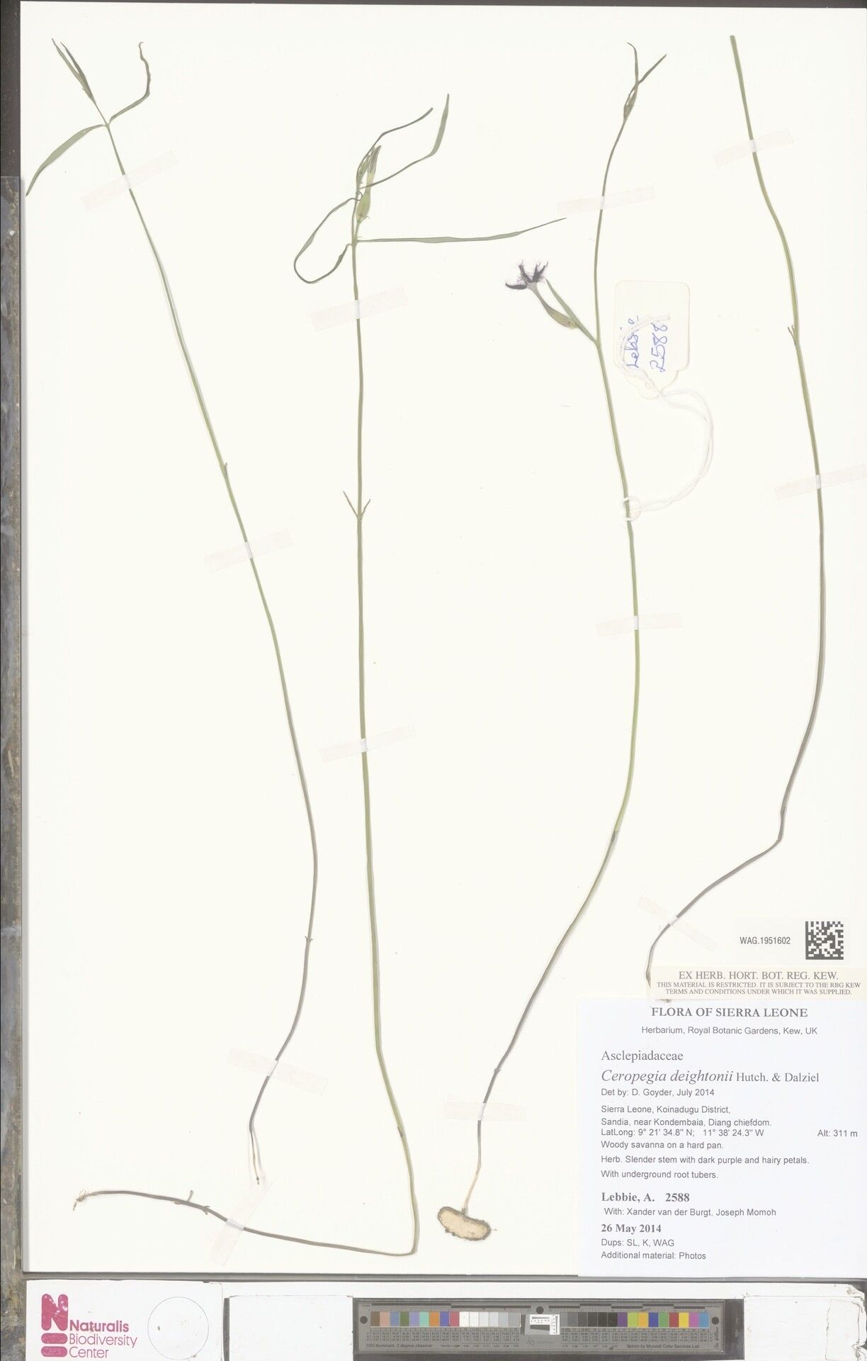 Ceropegia deightonii — search result for 'Ceropegia'