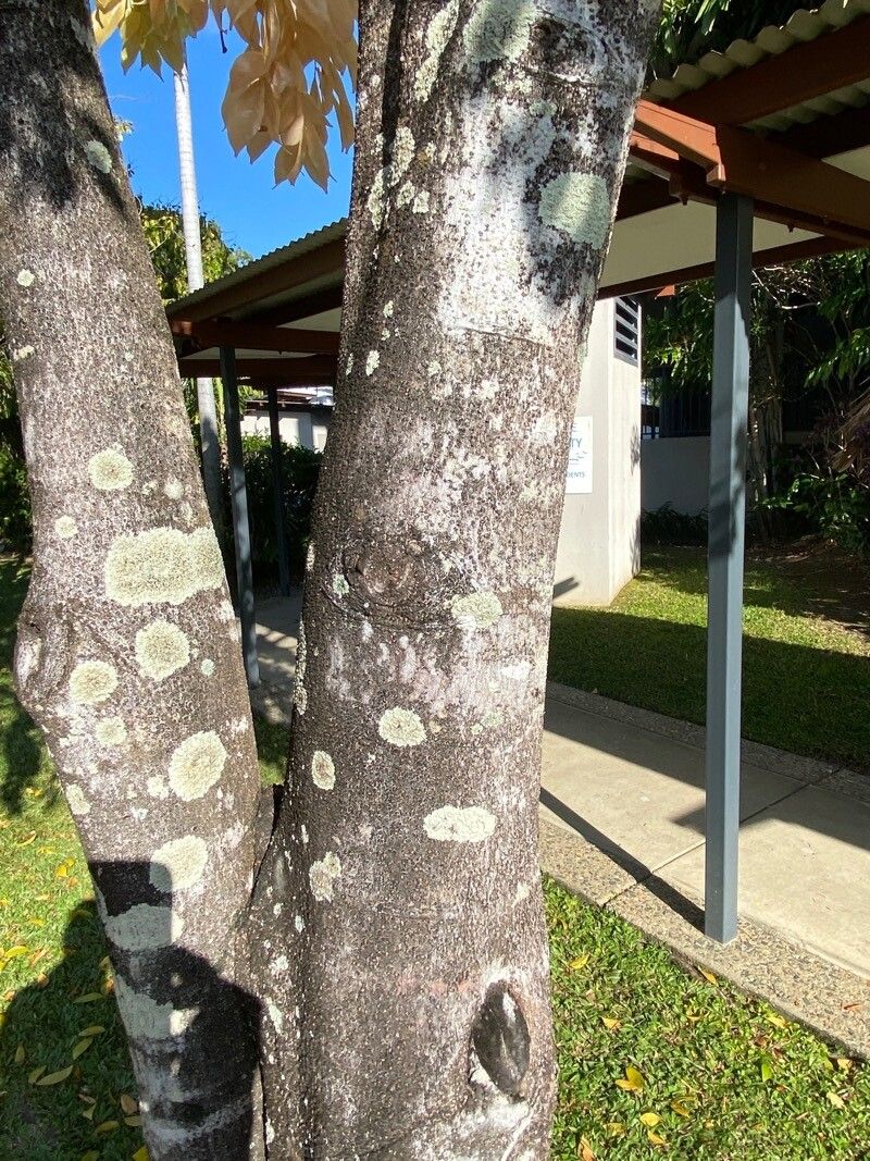 Cynometra lenticellata bark