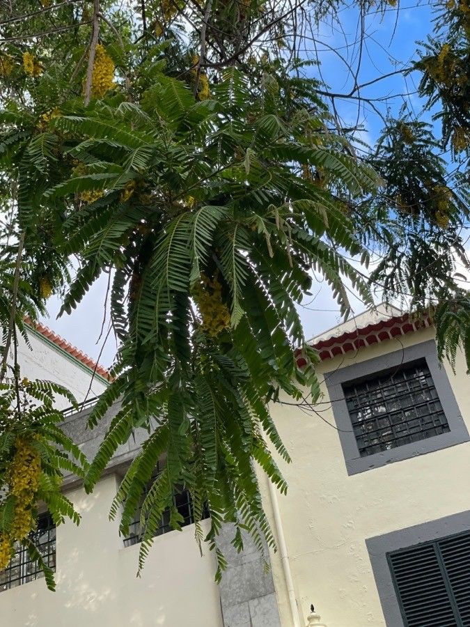 Cassia ferruginea leaf