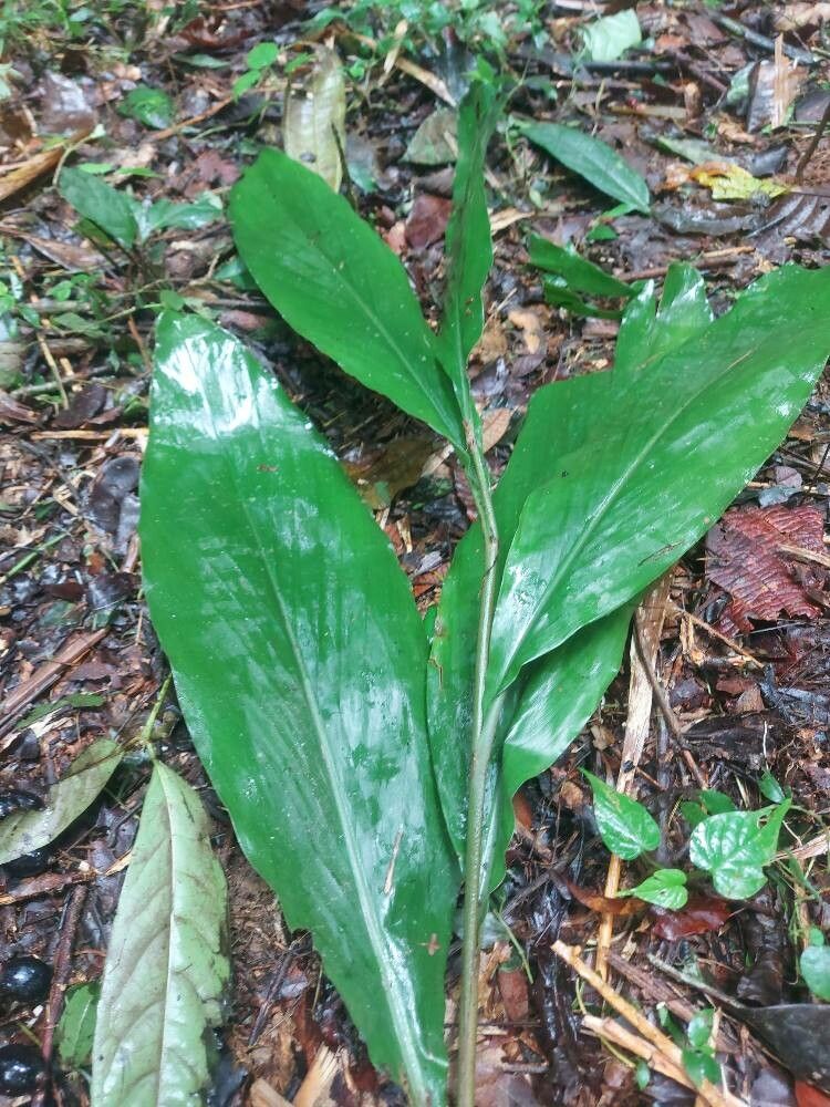 Renealmia chrysotricha — search result for 'Renealmia'