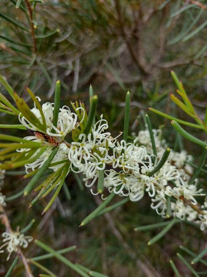 Hakea teretifolia flower
