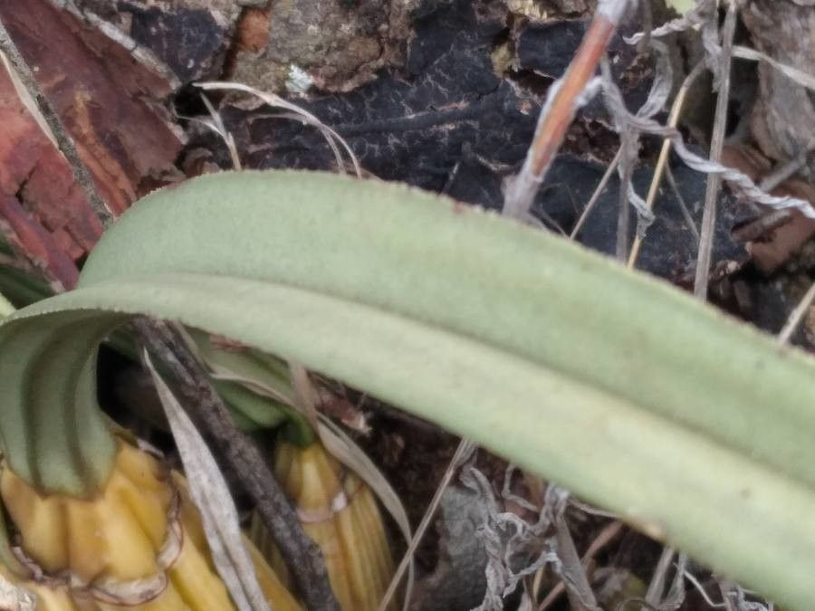 Eulophia petersii leaf