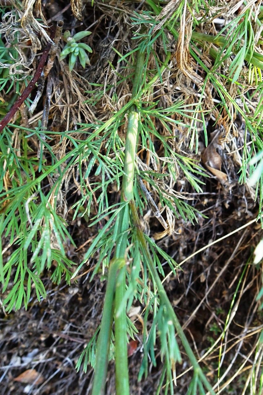 Seseli montanum — search result for 'Seseli'