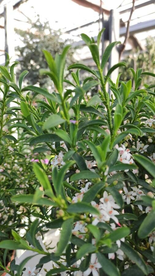 Eriostemon myoporoides leaf