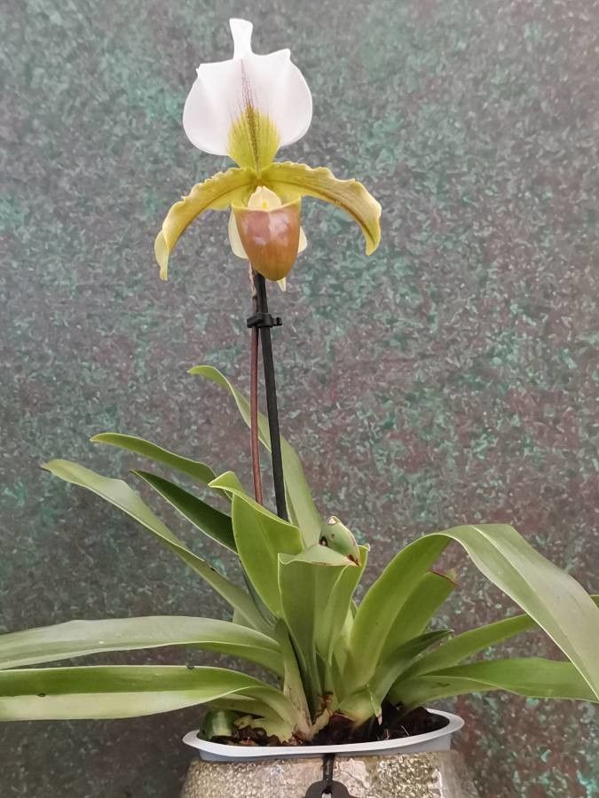 Paphiopedilum insigne habit