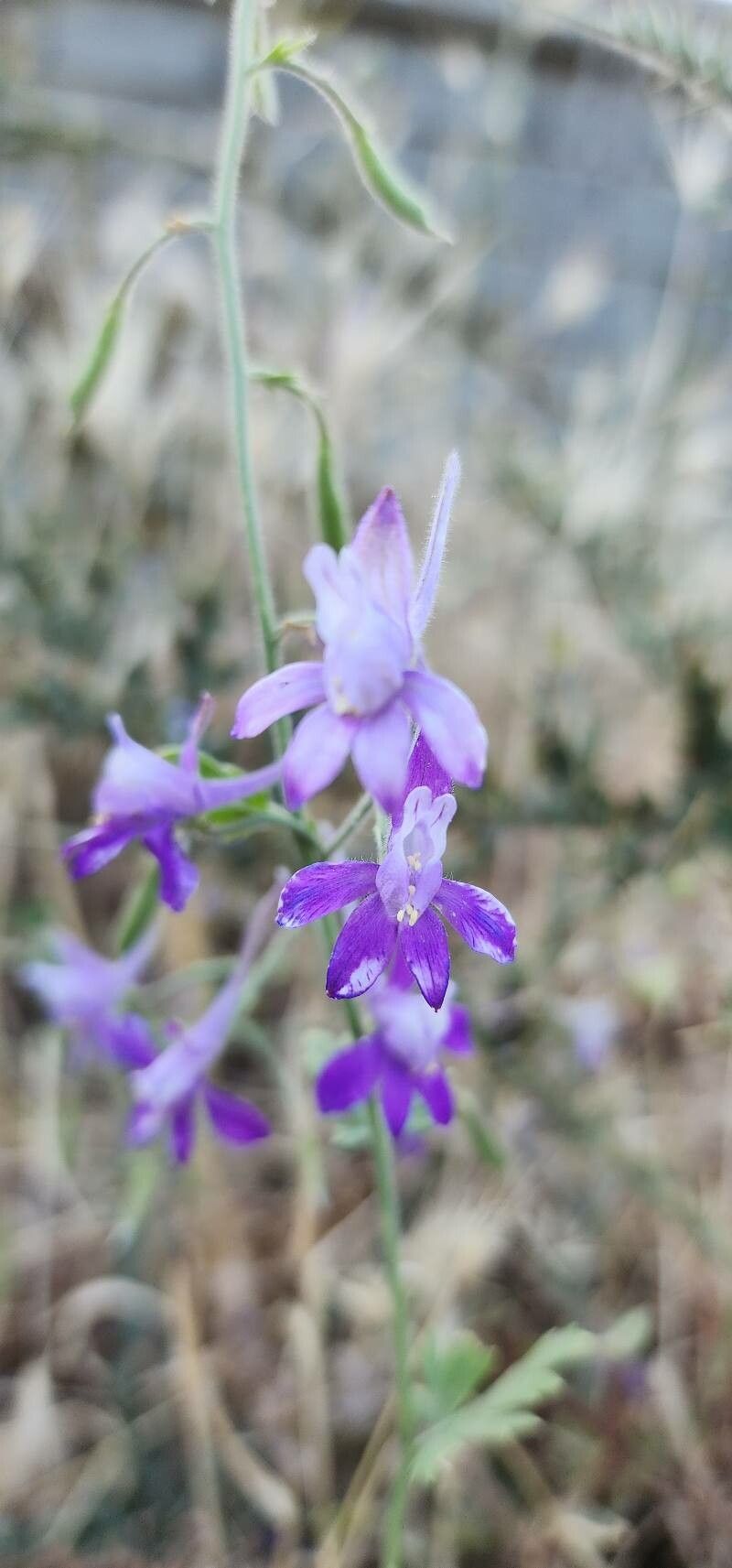 Delphinium oliverianum flower