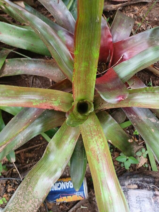Neoregelia farinosa flower