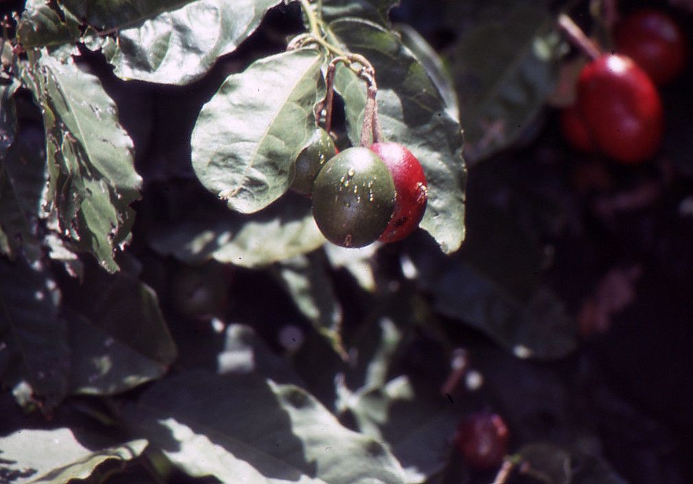 Feroniella lucida fruit