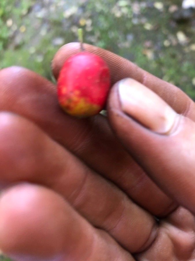 Malpighia emarginata fruit