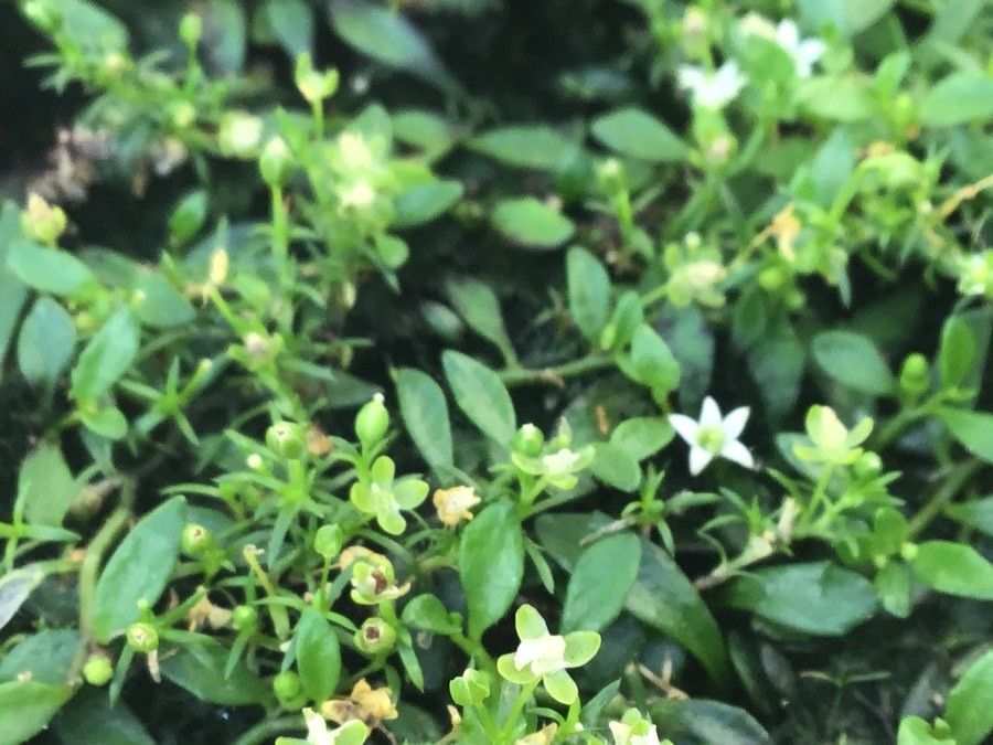 Lobelia irrigua — search result for 'Lobelia'