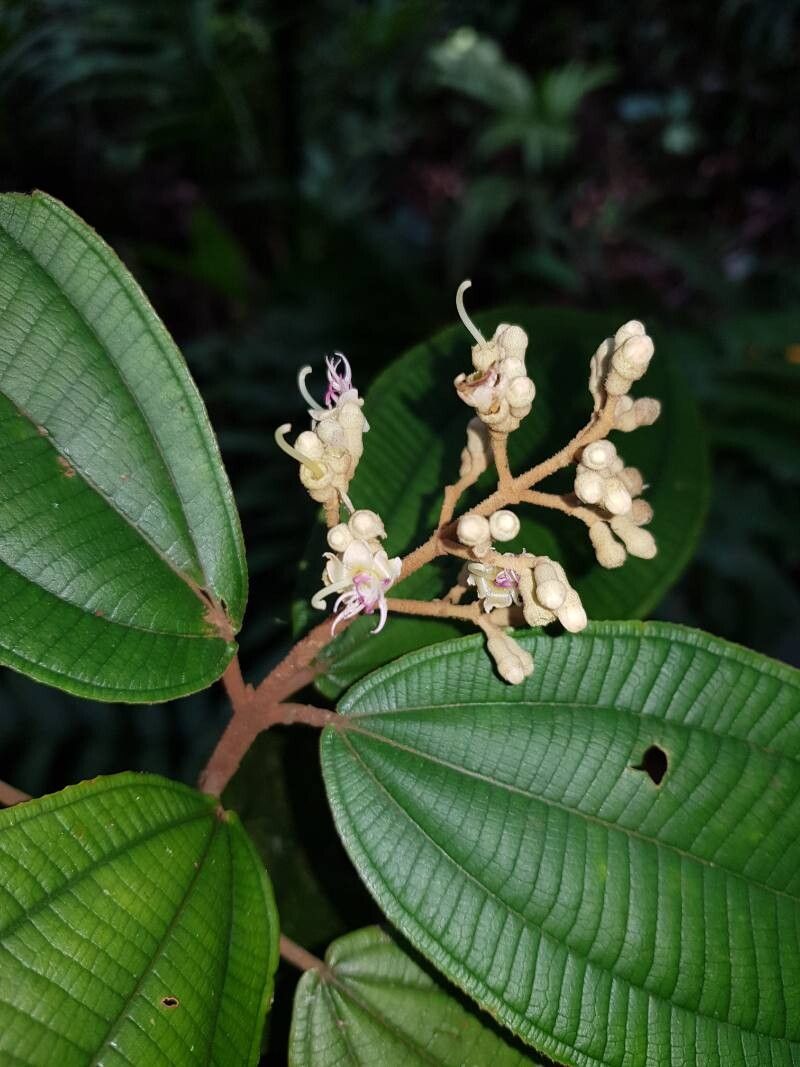 Miconia bubalina flower
