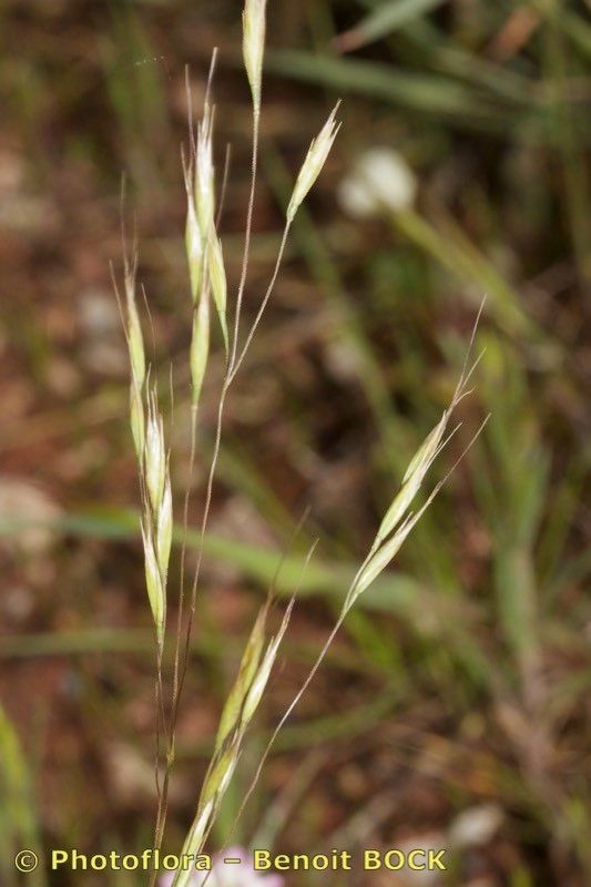 Ventenata dubia other