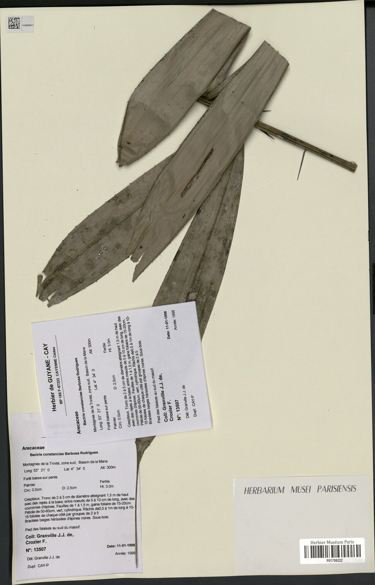 Bactris constanciae leaf