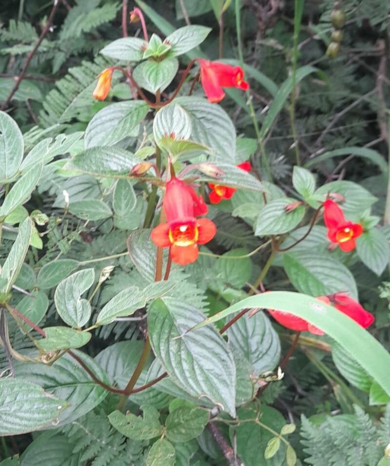 Seemannia nematanthodes habit