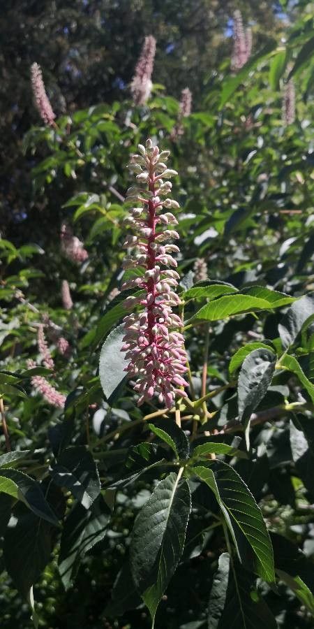 Aesculus californica flower