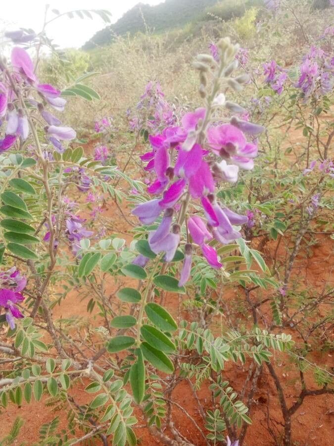 Mundulea sericea — houseplant care guide