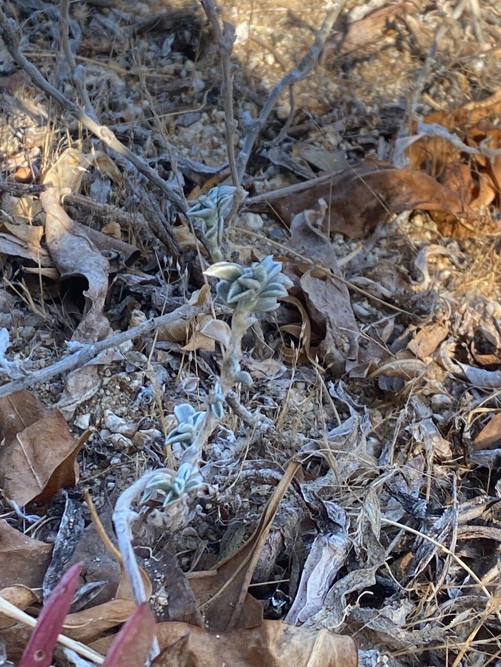 Astragalus trifoliatus — houseplant care guide