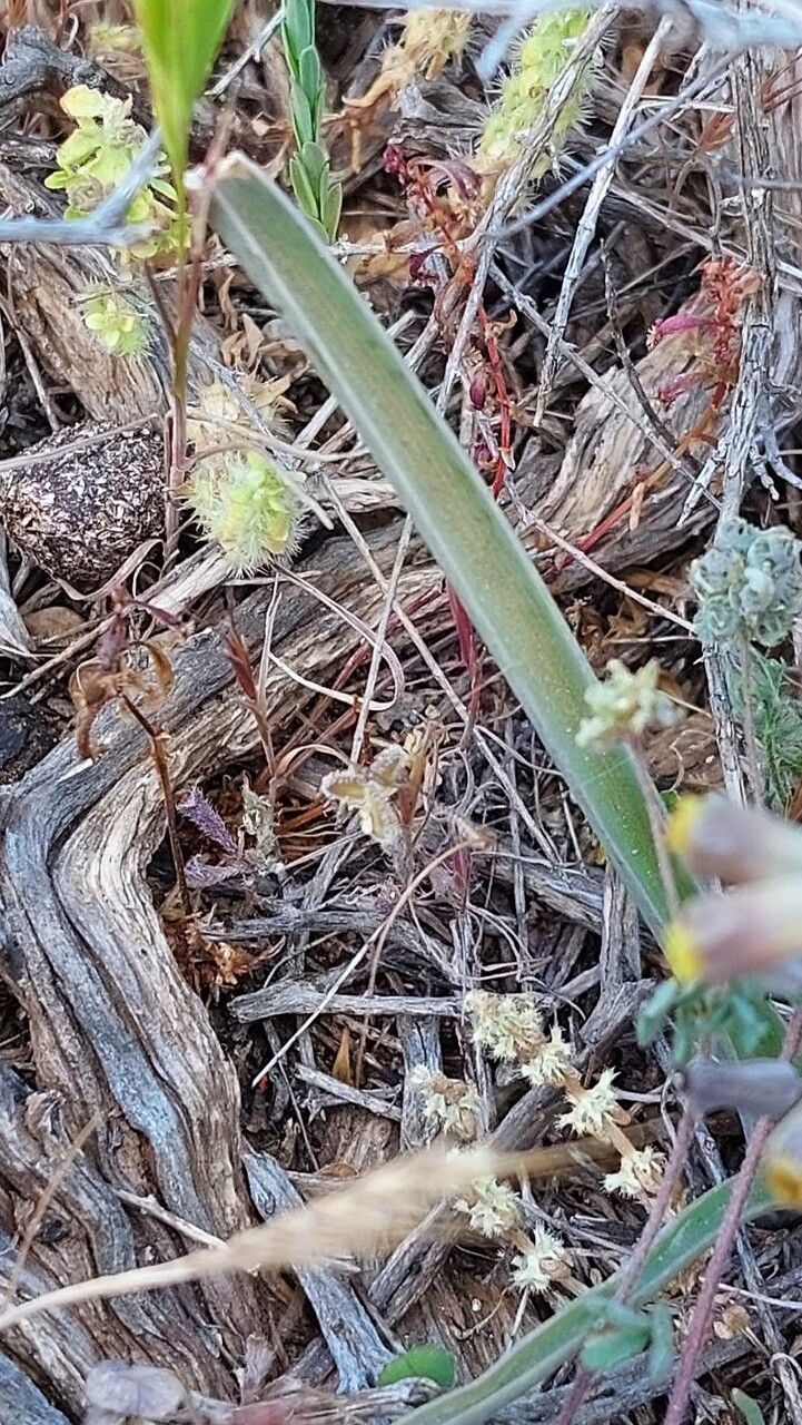 Muscari spreitzenhoferi — search result for 'Muscari'
