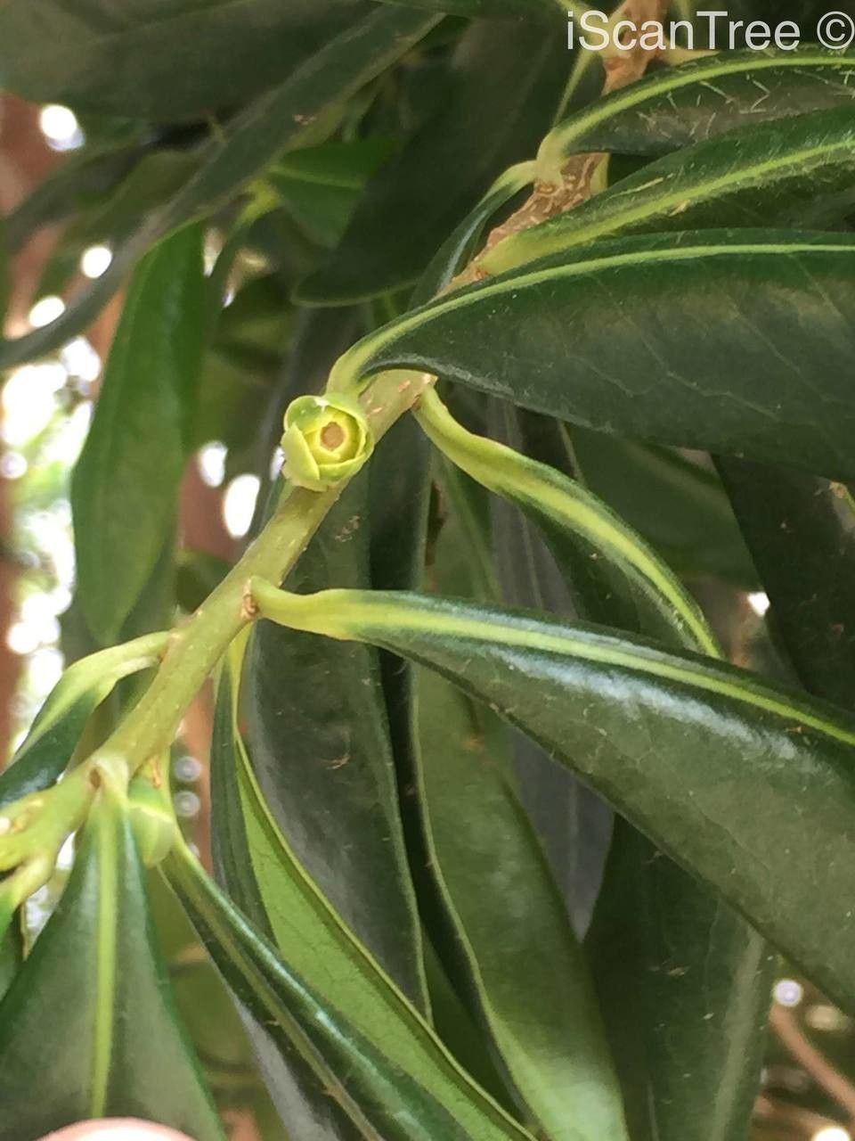 Warburgia salutaris flower