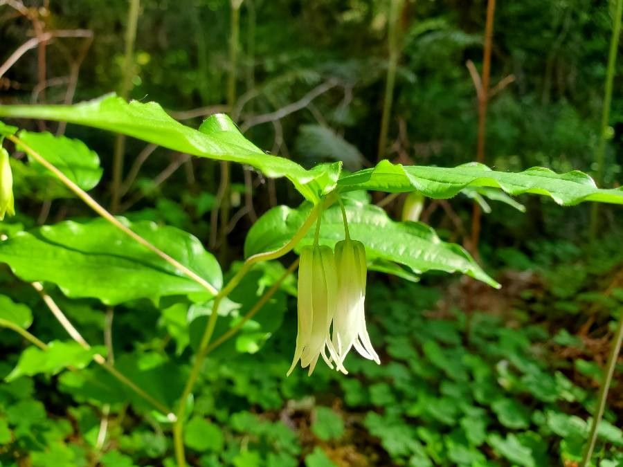 Prosartes smithii flower