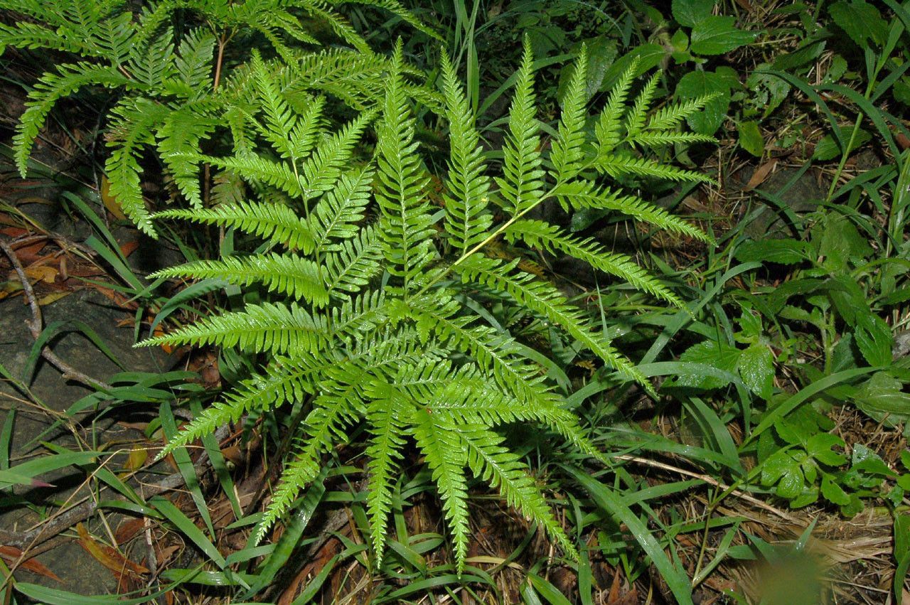 Pteris novae-caledoniae habit