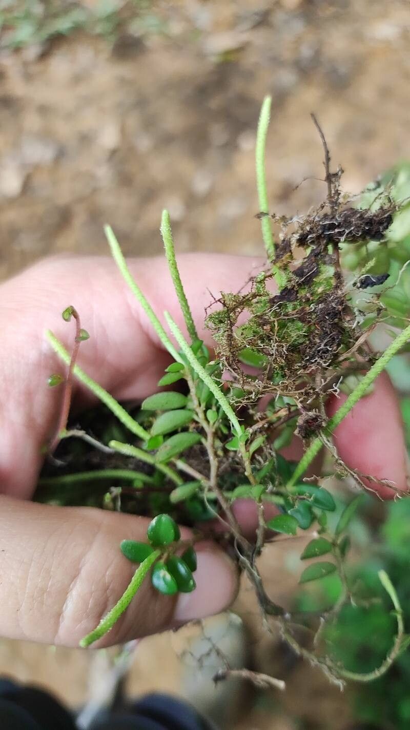 Peperomia gleicheniiformis — houseplant care guide